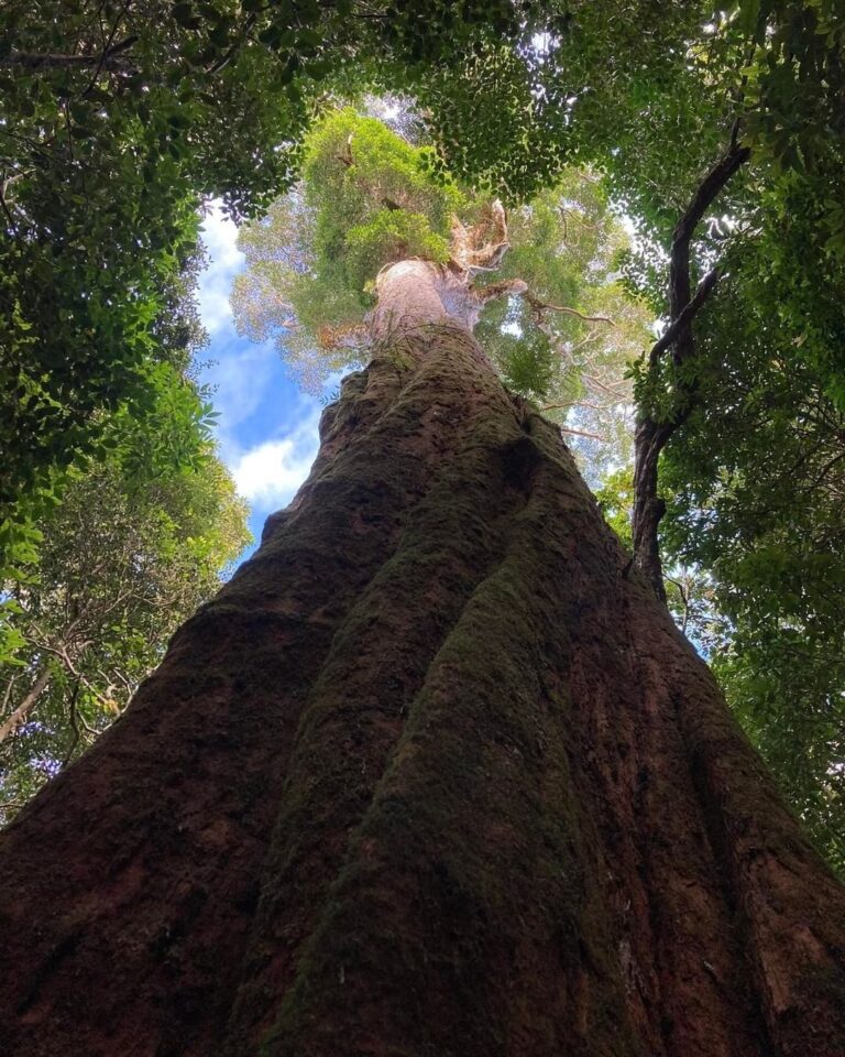 townsvillebushwalkingclub 288906087 326960789628865 6889090577686712302 n 768x960