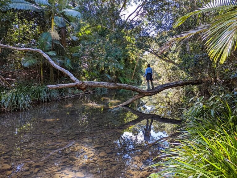 townsvillebushwalkingclub 298675886 183569067451006 3265471585663854022 n 768x578