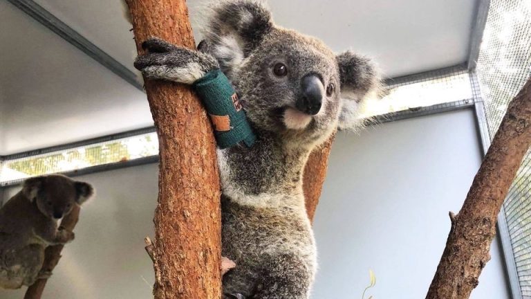 orgimgonly ldscp 768x432