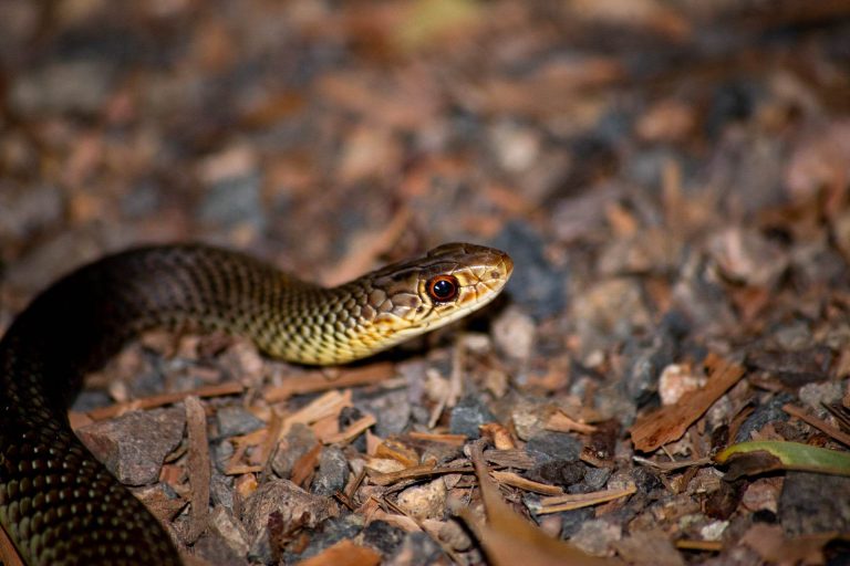 Lesser Black 768x512