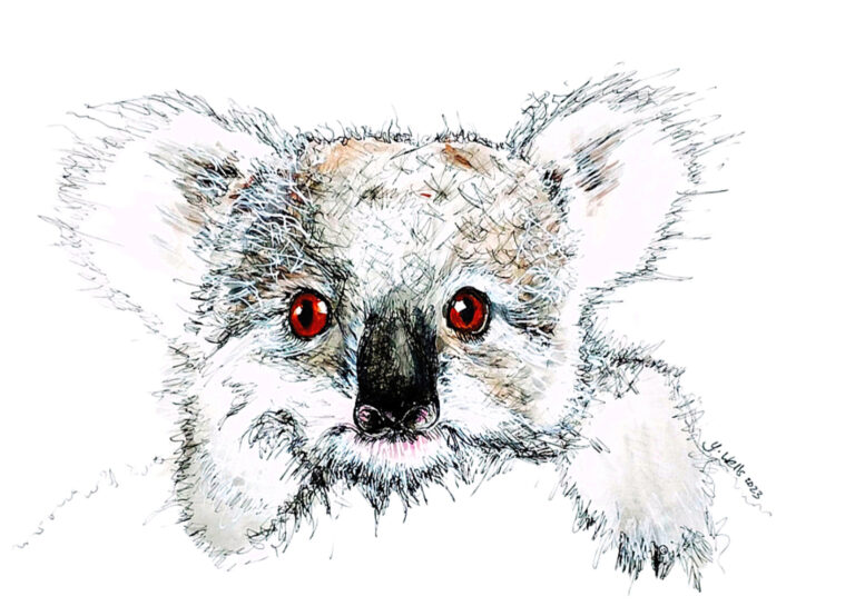 KOALA PORTRAIT 768x554